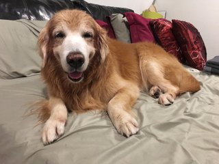 Relaxing on bed after washing its face.