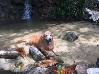 Cooling down in a pool of spring water near the waterfall.