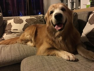 Climb on sofa when thunder is rolling.