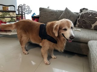 Don't I look good in this harness?