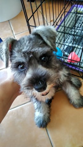 Teddy (Miniature Schnauzer)  - Schnauzer Dog