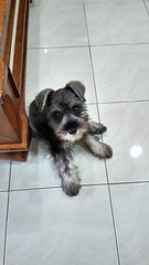 Teddy (Miniature Schnauzer)  - Schnauzer Dog