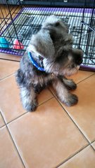 Teddy (Miniature Schnauzer)  - Schnauzer Dog