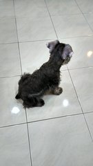 Teddy (Miniature Schnauzer)  - Schnauzer Dog