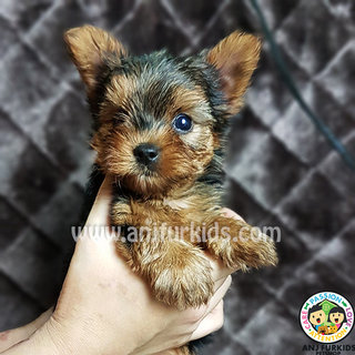 Quality Female Yorkshireterrier Pup - Yorkshire Terrier Yorkie Dog