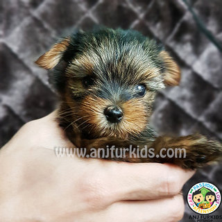 Quality Female Yorkshireterrier Pup - Yorkshire Terrier Yorkie Dog