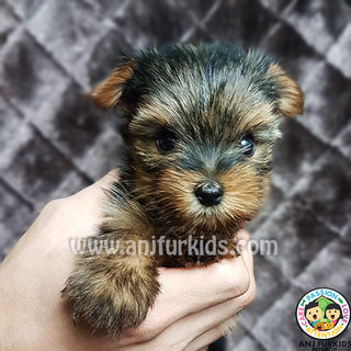 Quality Female Yorkshireterrier Pup - Yorkshire Terrier Yorkie Dog