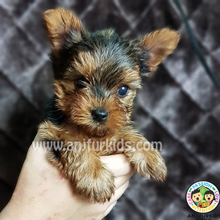 Quality Female Yorkshireterrier Pup - Yorkshire Terrier Yorkie Dog