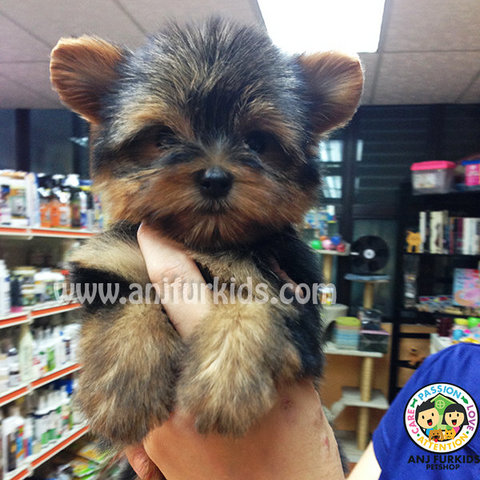 Quality Female Yorkshireterrier Pup - Yorkshire Terrier Yorkie Dog