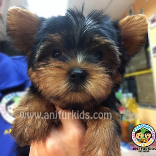 Quality Female Yorkshireterrier Pup - Yorkshire Terrier Yorkie Dog