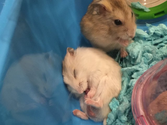 Mayo &amp; Peanut - Short Dwarf Hamster Hamster