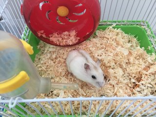 Mayo &amp; Peanut - Short Dwarf Hamster Hamster