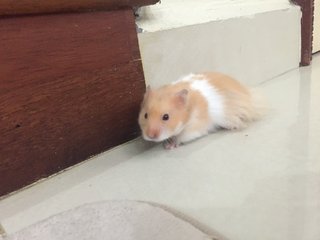 [ADOPTED] Light brown with white in the middle (black eyes)