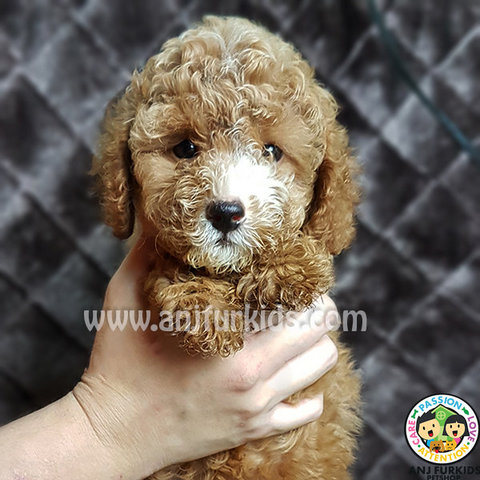 Quality Toy Poodle Puppies1 - Poodle Dog