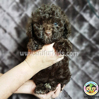 Quality Toy Poodle Puppies1 - Poodle Dog