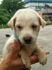 Cheezle - Mixed Breed Dog