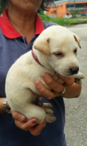 Peeko Boy - Mixed Breed Dog