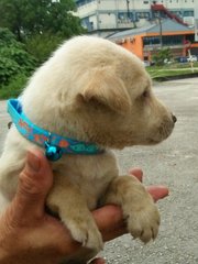 Kenjo Boy - Mixed Breed Dog