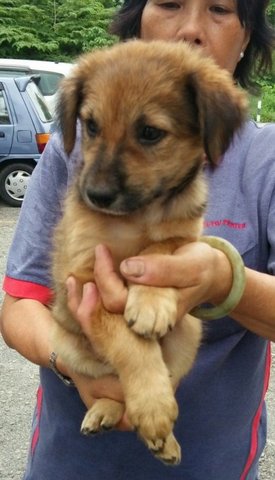 Cheetah - Mixed Breed Dog