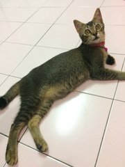 Honey - Domestic Short Hair Cat