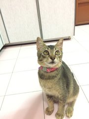 Honey - Domestic Short Hair Cat