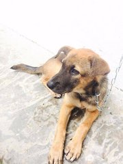 PF79426 - Mixed Breed Dog
