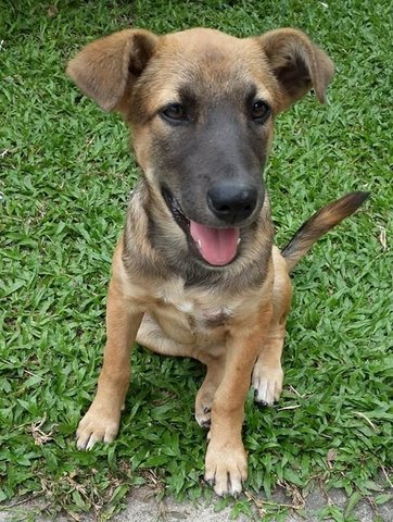 PF79426 - Mixed Breed Dog