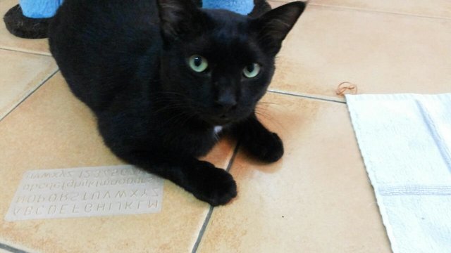 Hitam - Domestic Short Hair Cat