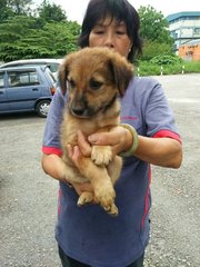 Cheetah - Mixed Breed Dog