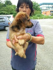 Cheetah - Mixed Breed Dog