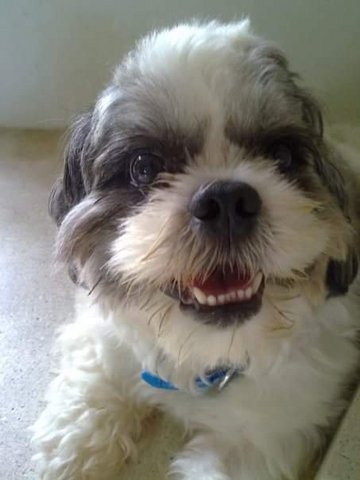 PF79438 - Shih Tzu Dog