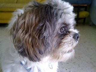 PF79438 - Shih Tzu Dog