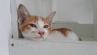 Lucas (Pls Read Desc) - Domestic Short Hair Cat