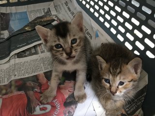 2 Kittens ( Husky &amp; Miao ) - Domestic Short Hair Cat