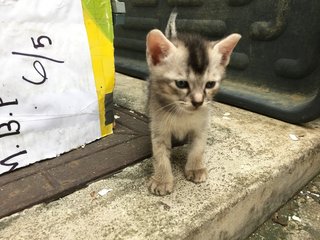 2 Kittens ( Husky &amp; Miao ) - Domestic Short Hair Cat