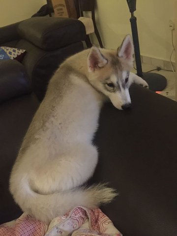 Niki - Husky Dog