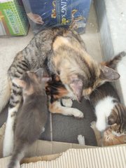 Momma cat and kittens