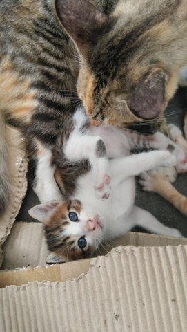 Four Adorable Newborn Kittens  - Domestic Short Hair + Calico Cat