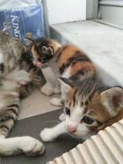 Four Adorable Newborn Kittens  - Domestic Short Hair + Calico Cat