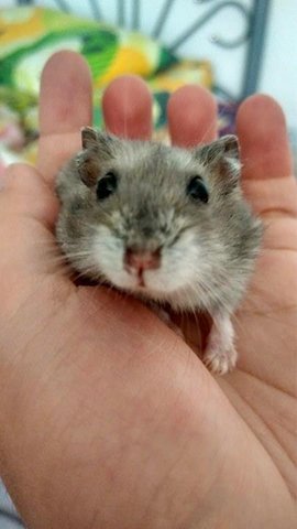 Dolly - Short Dwarf Hamster Hamster