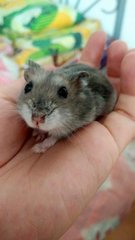 Dolly - Short Dwarf Hamster Hamster