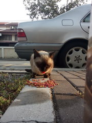 Elsa - Siamese + Domestic Short Hair Cat