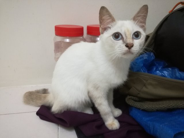 Hani Bani - Domestic Short Hair Cat