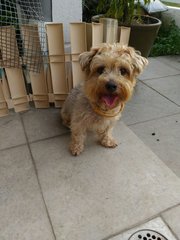 Dexter - Silky Terrier + Poodle Dog