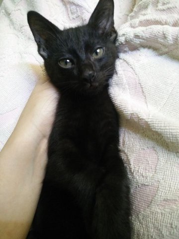 Blackie - Bombay Cat