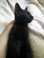 Blackie - Bombay Cat