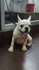 Purewhite Male French Bulldog Puppy - French Bulldog Dog