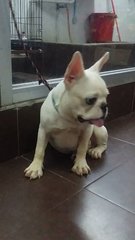 Purewhite Male French Bulldog Puppy - French Bulldog Dog