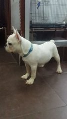 Purewhite Male French Bulldog Puppy - French Bulldog Dog