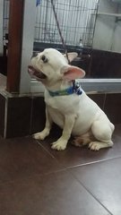 Purewhite Male French Bulldog Puppy - French Bulldog Dog